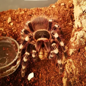 A. geniculata - Maisa