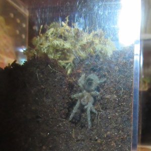 G.pulchra3