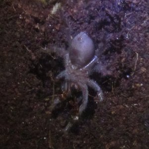 G.pulchra4