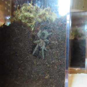 g.pulchra5