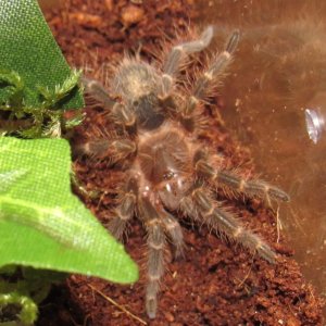 G.pulchripes