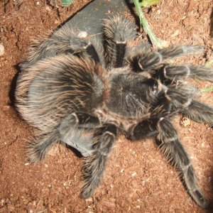 Lasiodora parahybana - Pip