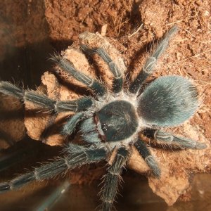 Pterinopelma sazimai - Amapa