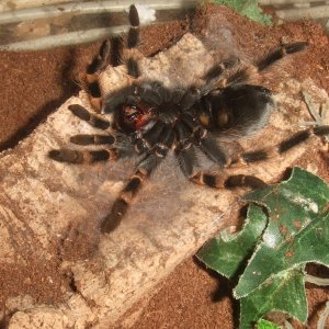 Brachypelma hamorii - Popo