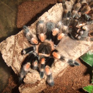 Brachypelma hamorii - Popo