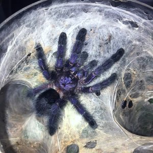 0.1 Avicularia purpurea