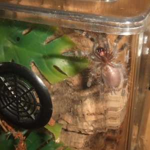 Poecilotheria vittata - Moor