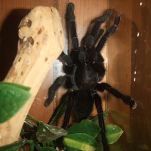 Lampropelma sp. Borneo Black - Sable