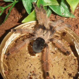 Psalmopoeus pulcher - Pacora