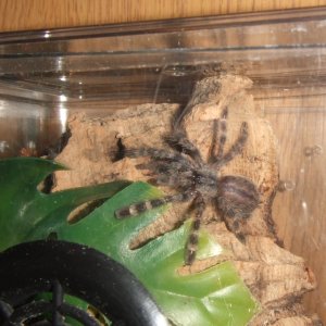 Poecilotheria vittata - Moor