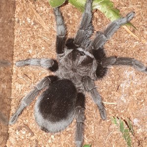 G pulchra (large juvenile)