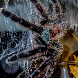 C versicolor tarantula Charles