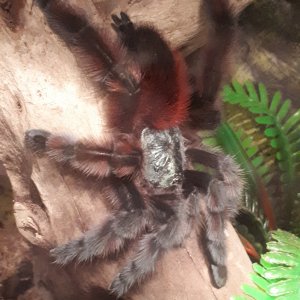 C. versicolor