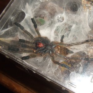 Pterinochilus murinus Tete  - Maasai