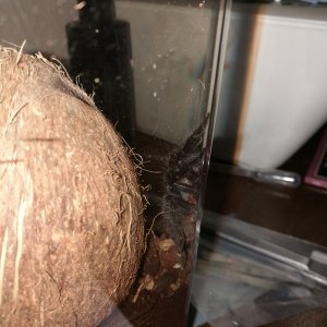 First tarantula and its amazing