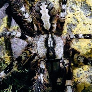 Cruella—P. Regalis MF