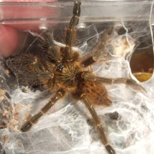 Pterinochilus murinus Tete - Maasai