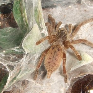 Pterinochilus lugardi - Parys