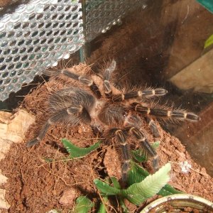 Grammostola pulchripes - Guarani