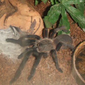 Chilobrachys sp. Kaeng Krachan - Tahm