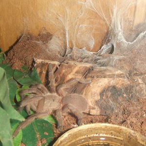 Chilobrachys huahini - Chiang Mai