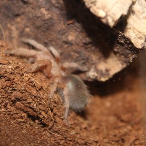 Grammostola Porteri - Charlie