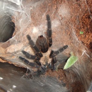 Cyriopagopus sp Hati Hati - Sula