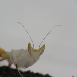 Orchid Mantis