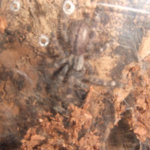 Poecilotheria vittata - Moor