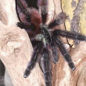 C versicolor