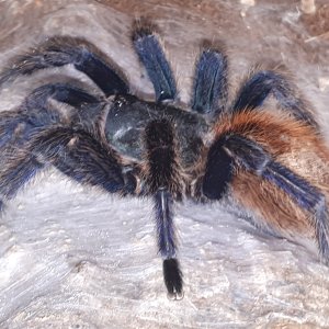 GBB (Adult female)