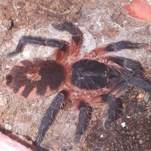 T. sp. Panama (juvie)