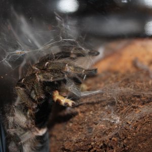 Ceratogyrus darlingi eats a superworm