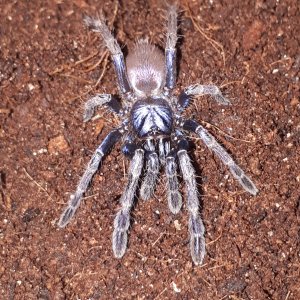 LSD Tarantula