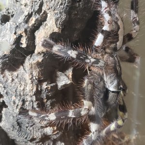 Poecilotheria regalis