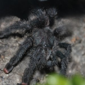 Avicularia avicularia "metallica" - Hermione