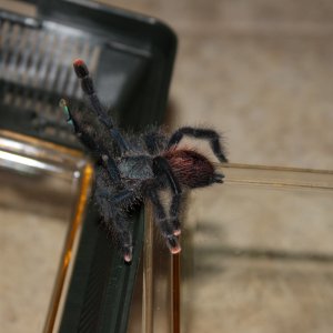 Avicularia avicularia