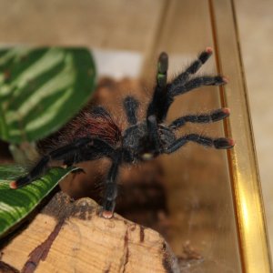 Avicularia avicularia