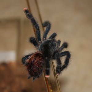 Avicularia avicularia