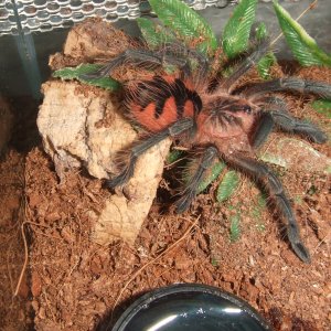 Pamphobeteus sp. machala - Cuchi