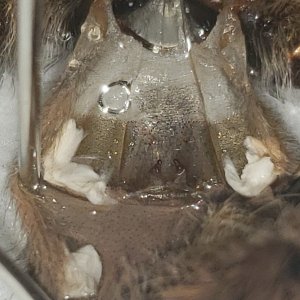 Psalmopoeus cambridgei