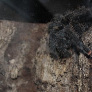 Avicularia avicularia "metallica" - Hermione