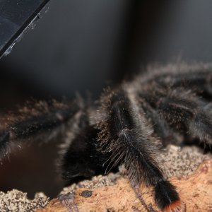 Avicularia avicularia "metallica" - Hermione