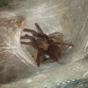 Thrigmopoeus truculentus - Ratta