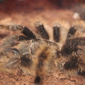 Brachypelma albopilosum "true" form