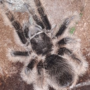 Brachypelma albopolisum (true form)