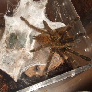 Pterinochilus murinus Tete - Maasai