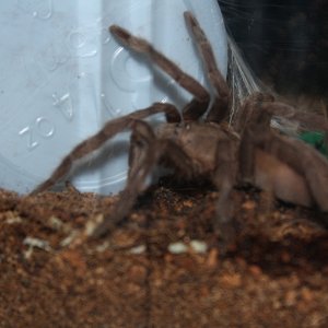 Chilobrachys huahini