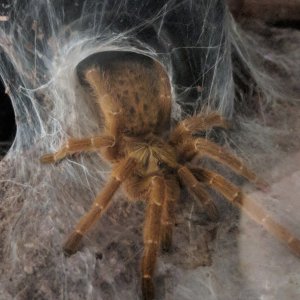 Female OBT