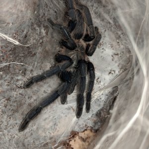 Male Chilobrachys Kaeng Krachan